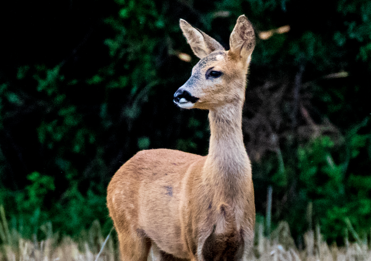 wildlife-photography-workshops-in-shropshire-uk